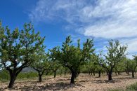 {:en} Bedrooms Plot in Hondón de los Frailes - AM-HFMIPLOT{:}{:fr}Plot de  Chambres  à Hondón de los Frailes - AM-HFMIPLOT{:}{:nl}Plot met  Slaapkamers  in Hondón de los Frailes - AM-HFMIPLOT{:}{:es}Plot de  Dormitorios en Hondón de los Frailes - AM-HFMIPLOT{:} at Hondón de los Frailes, Alicante, Spain for 46000